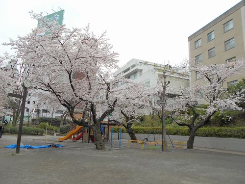 三河台公園今日の桜4月2日2016年3