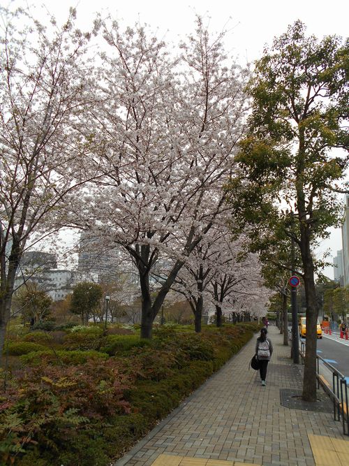 東京ミッドタウン今日の桜4月2日2016年3