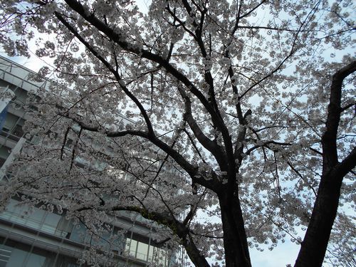 六本木ヒルズ今日の桜4月4日2016年3