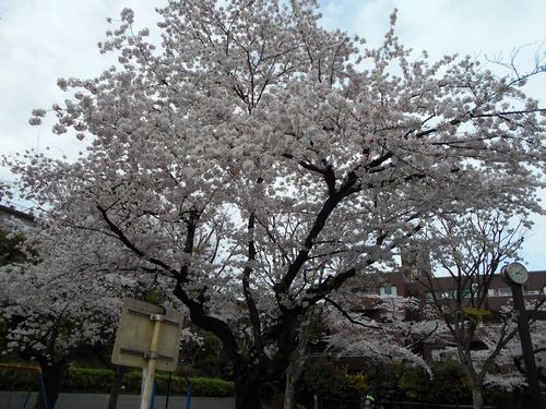 三河台公園今日の桜4月4日2016年3