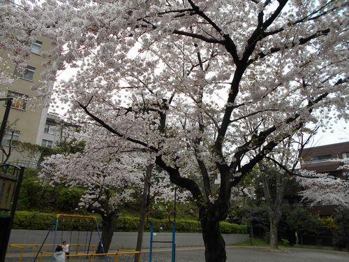 三河台公園今日の桜4月5日（火曜日）2016年3