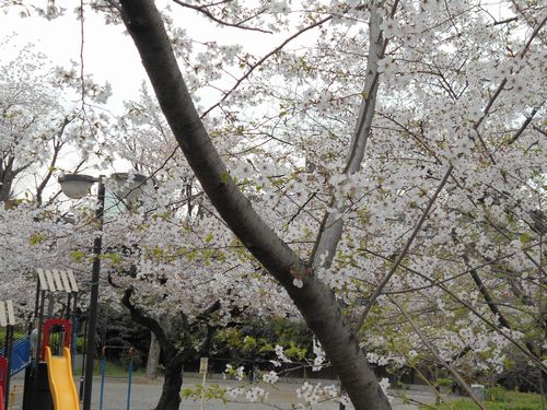 三河台公園今日の桜4月6日2016年3