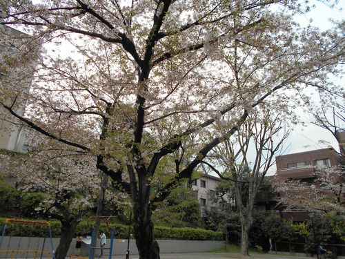 三河台公園今日の桜4月8日2016年3