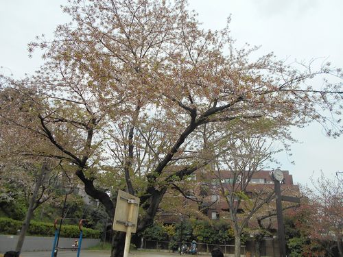 三河台公園今日の桜4月10日2016年3