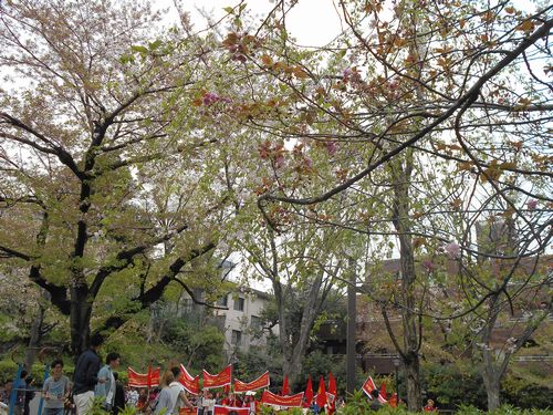 三河台公園今日の桜4月10日2016年3