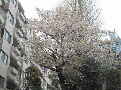東京ミッドタウン今日の桜4月10日2016年3