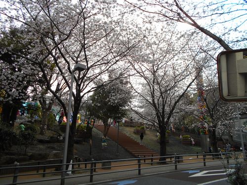 六本木ヒルズ桜、3月31日2016年-4