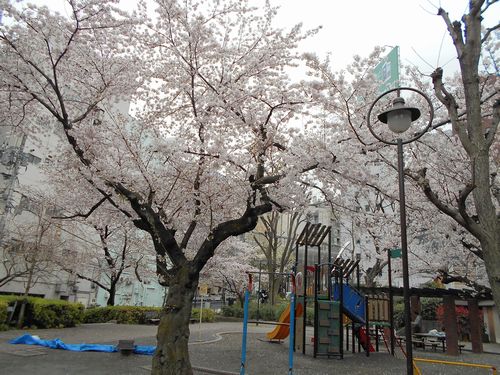 三河台公園今日の桜4月2日2016年4