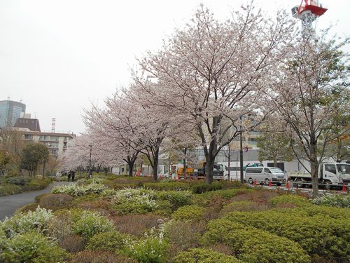東京ミッドタウン今日の桜4月2日2016年4