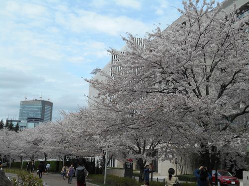 東京ミッドタウン今日の桜4月4日2016年4
