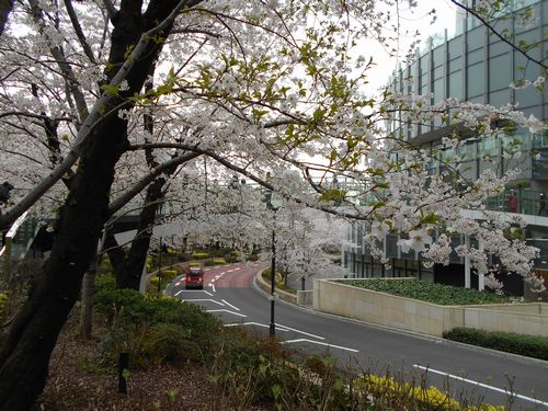 東京ミッドタウン今日の桜4月5日（火曜日）2016年4
