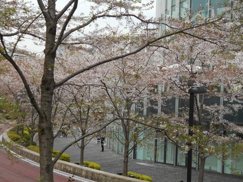 東京ミッドタウン今日の桜4月8日2016年4