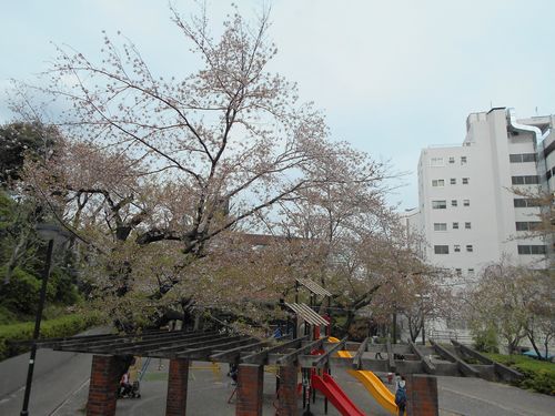 三河台公園今日の桜4月10日2016年4