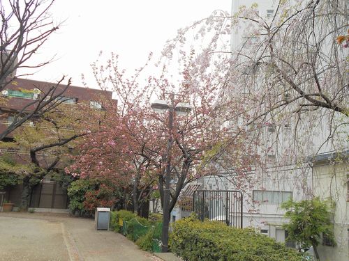 三河台公園今日の桜4月10日2016年4