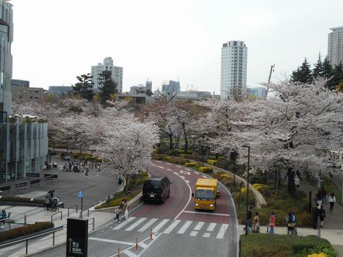 東京ミッドタウン桜、3月31日2016年-5