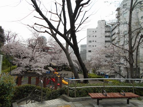 三河台公園今日の桜4月2日2016年5
