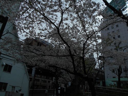 三河台公園今日の桜4月4日2016年5