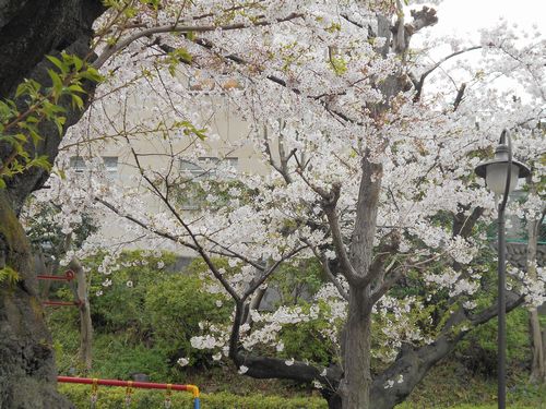 三河台公園今日の桜4月6日2016年5
