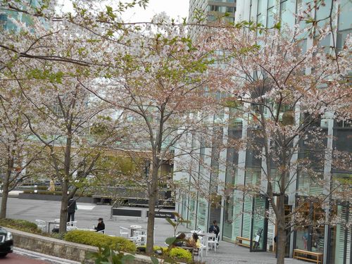 東京ミッドタウン今日の桜4月8日2016年5