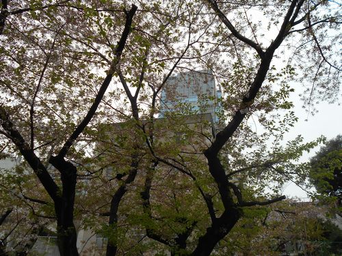 三河台公園今日の桜4月10日2016年5