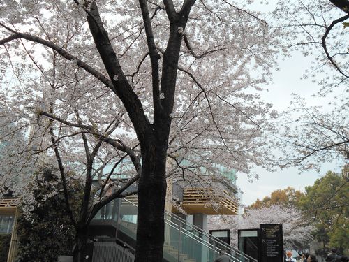 東京ミッドタウン今日の桜4月3日2016年6