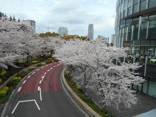 東京ミッドタウン今日の桜4月4日2016年6