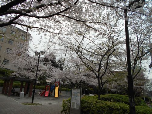 三河台公園今日の桜4月5日（火曜日）2016年6