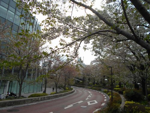 東京ミッドタウン今日の桜4月9日2016年6