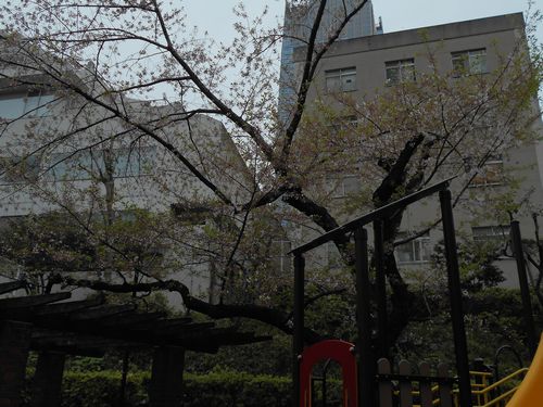 三河台公園今日の桜4月10日2016年6