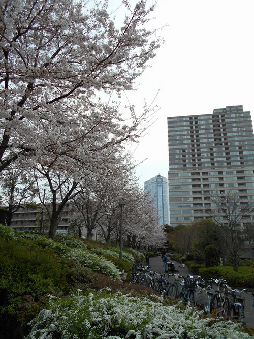 東京ミッドタウン桜、3月31日2016年-7