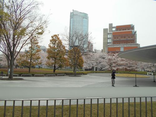 新国立美術館今日の桜4月2日2016年7