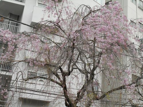 三河台公園今日の桜4月6日2016年7