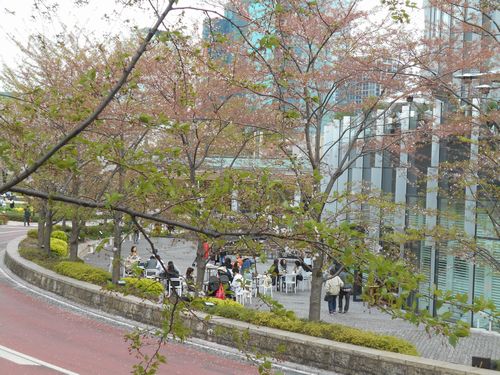 東京ミッドタウン今日の桜4月9日2016年7