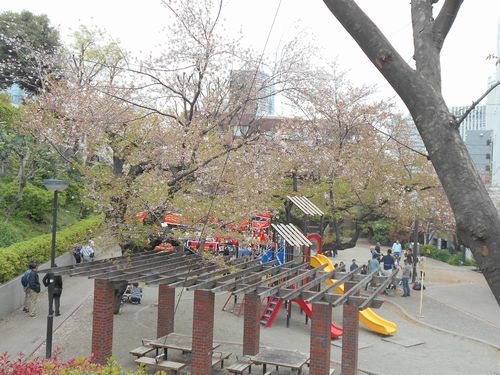 三河台公園今日の桜4月10日2016年7