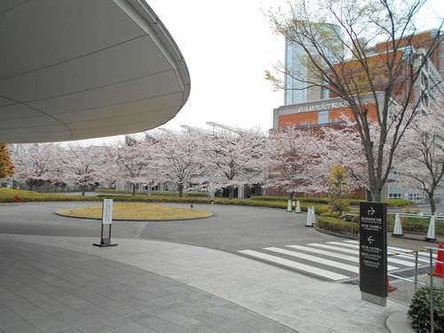 新国立美術館今日の桜4月2日2016年8