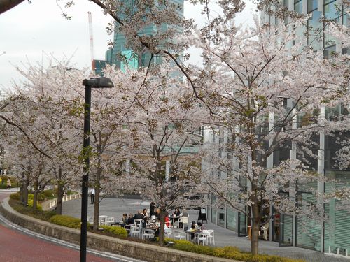 東京ミッドタウン今日の桜4月6日2016年8