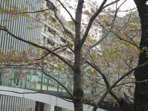 東京ミッドタウン今日の桜4月9日2016年8
