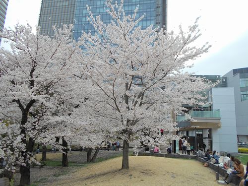 東京ミッドタウン今日の桜4月4日2016年9
