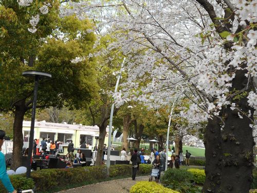 東京ミッドタウン今日の桜4月6日2016年9