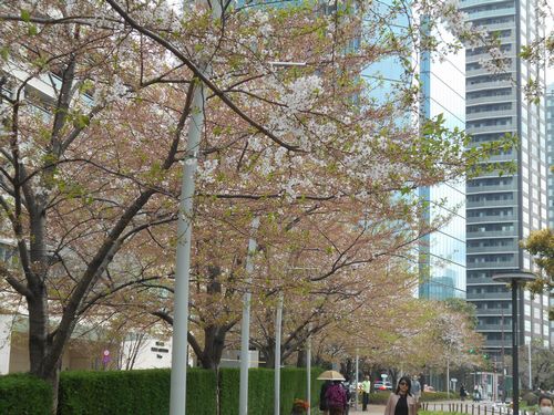 東京ミッドタウン今日の桜4月9日2016年9