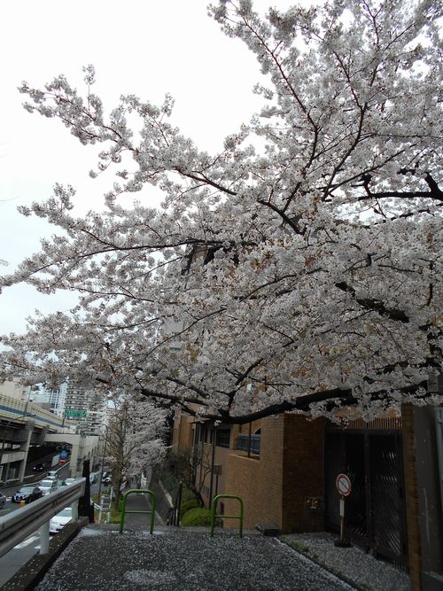 六本木5丁目桜