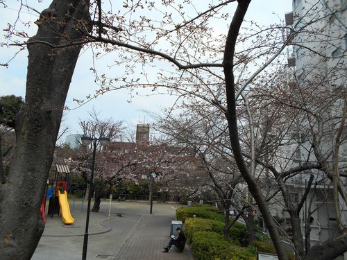 三河台公園の桜2016年3月28日１